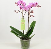 Orchidee van Botanicly – Vlinder orchidee – Hoogte: 50 cm, 1 tak – Phalaenopsis multiflora Santiago