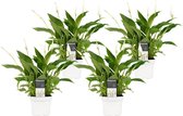 Kamerplanten van Botanicly – 4 × Lepelplant  – Hoogte: 40 cm – Spathiphyllum wallisii Bellini
