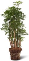 We Love Plants - Polyscias Fruticosa - 75 cm hoog - Aralia