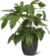 We Love Plants - Schefflera Actinophylla + Pot Jeroen - 70 cm hoog - Vingersboom