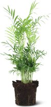 We Love Plants - Chamaedorea Elegans - 55 cm hoog - Bergpalm
