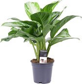 Mama's Planten -   Aglaonema Silver Bay - Vers Van De Kweker - ↨ 50cm - ⌀ 17cm