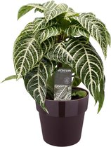 Decorum Botanica Aphelandra in ELHO sierpot (paars) – ↨ 40cm – ⌀ 18cm