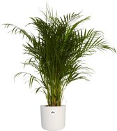 Goudpalm in ® ELHO b.for soft sierpot – ↨ 125cm – ⌀ 24cm