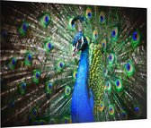 Imposante Pauw met kleurrijk verendek - Foto op Plexiglas - 60 x 40 cm