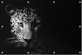 Luipaard op zwarte achtergrond - Foto op Tuinposter - 150 x 100 cm