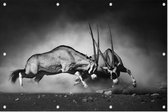 Vechtende Gemsbokken - Foto op Tuinposter - 90 x 60 cm