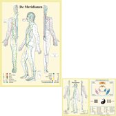 Anatomie poster meridianen (Nederlands, gelamineerd, A2 + A4