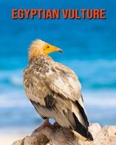 Egyptian Vulture