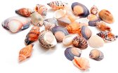 Schelpen mix small - Home Decoratie - DIY - Hobby product - Ibiza thema