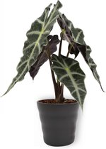 Kamerplant Alocasia Polly - Skeletplant - ± 30cm hoog – 12cm diameter - in zwarte pot