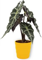 Kamerplant Alocasia Polly - Skeletplant - ± 30cm hoog – 12cm diameter - in gele pot