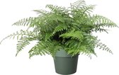 FloriaFor - Asplenium Parvati In ELHO Sierpot (groen) - - ↨ 55cm - ⌀ 30cm