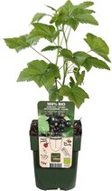 Mama's Planten - Aalbes 'Ribes Nigrum Ben Nevis Bio' (Tasty Green) - Fruitplant - Vers Van De Kweker - ↨ 55cm - ⌀ 19cm