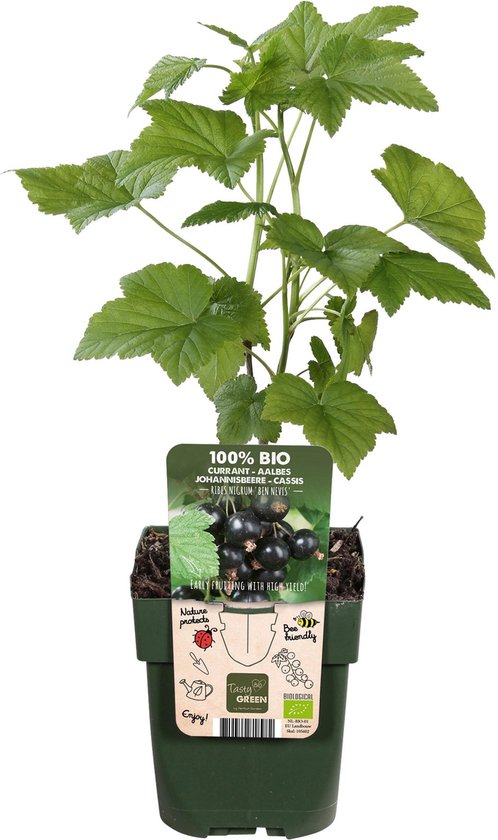 Mama's Planten - Ribes Nigrum Ben Nevis - Aalbes - Zwart - Biologisch - Fruitplant - Vers Van De Kweker - ↨ 55cm - ⌀ 19cm