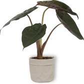 Kamerplant Alocasia Wentii - Olifantsoor - ± 30cm hoog – 12cm diameter - in grijze sierzak