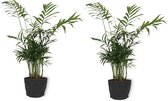 2x Kamerplant Chamaedorea – Mexicaanse Dwergpalm - ± 30cm hoog – 12 cm diameter - in zwarte sierzak