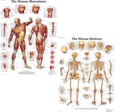 Het menselijk lichaam - anatomie posters spieren en skelet (Engels, gelamineerd 50x67 cm) + ophangsysteem