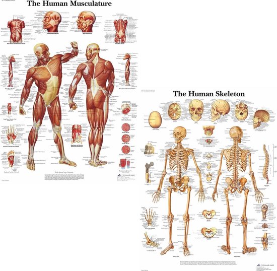 Het menselijk lichaam - anatomie posters spieren en skelet (Engels, gelamineerd 50x67 cm) + ophangsysteem