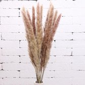 Gedroogd Pampa Gras Klein Decoratie voor binnenhuis -  - 15pcs  brown
