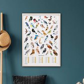 Luckies The Chartologist Poster - Vogels