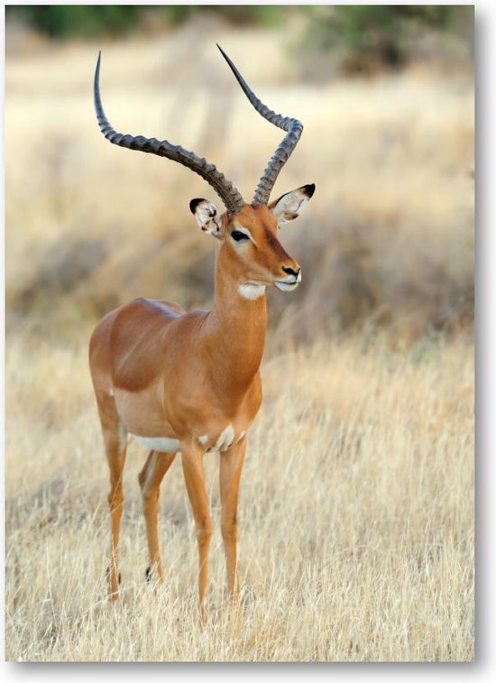 Impala Antilope op de Savanne - 50x70 Dibond voor Binnen én Buiten - Dieren - Natuur