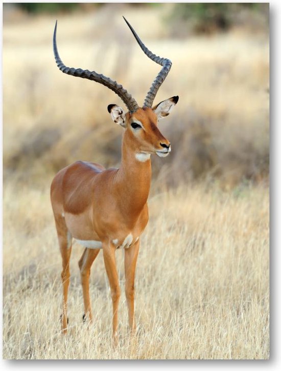 Impala Antilope op de Savanne - 30x40 Dibond voor Binnen én Buiten - Dieren - Natuur