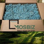 MosBiz Rendiermos Aqua marijn  2 laags (2,6 kilo) voor decoraties, schilderijen en mos wanden