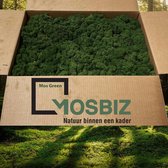 MosBiz Rendiermos Mos green 2 laags (2,6 kilo) voor decoraties, schilderijen en mos wanden