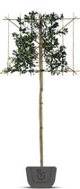 Leihulst | Ilex Blue Maid | Stamomtrek: 4-6 cm | Stamhoogte: 140 cm | Ilex mes. Blue Maid | Rek: 120 cm