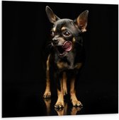 Dibond - Chihuahua op Zwarte Achtergrond met Tong - 100x100cm Foto op Aluminium (Met Ophangsysteem)