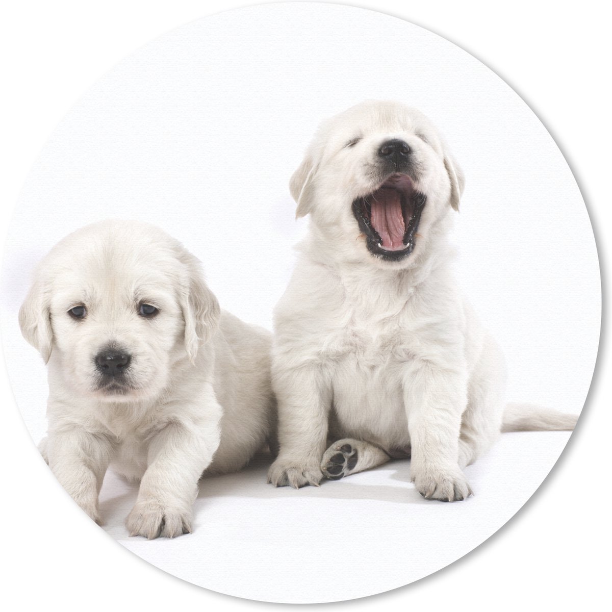 Muismat Golden Retriever - Portret van Golden Retriever puppy's Muismat rond - 20x20 cm - Muismat met foto