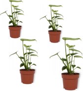 Set van 4 Kamerplanten - Monstera Deliciosa - ± 30cm hoog - 12cm diameter