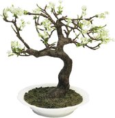 By Kohler Prunus Bonsai In Crème Keramiek Pot 62x50x30cm (111211)