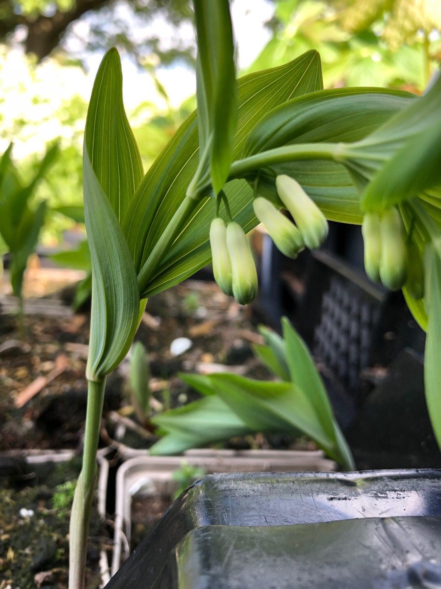 6 x Polygonatum multiflorum - Salamonszegel - P9 Pot (9 x 9cm) - Dima Vaste Planten
