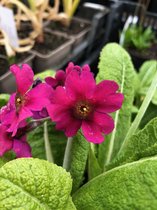 6 x Primula pulverulenta - Sleutelbloem - P9 Pot (9 x 9cm) - Dima Vaste Planten