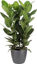 Ficus Audrey in ELHO sierpot (antraciet) – ↨ 75cm – ⌀ 30cm
