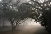 Dibond - Landschap / Boom - Bos - 50 x 75 cm.