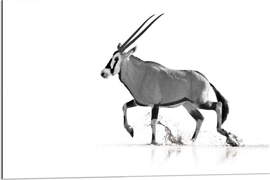 Dibond - Zwart/Witte Antilope  met Witte Achtergrond - 90x60cm Foto op Aluminium (Wanddecoratie van metaal)