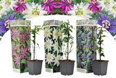 Winterharde Passiebloemen – Set van 3 – Kleurrijke Passiflora Mix