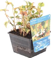Doku -Dami - Houttuynia 'Kameleon' - per Stuk - Vijverplant in Kwekerspot - ⌀ 18 cm - ↕20-30 cm