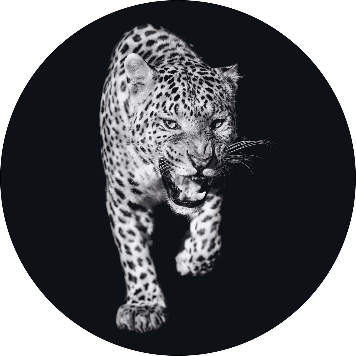 Muurcirkel Panter No1 - buiten of binnen - zwart wit - tuindecoratie - Ø50 cm