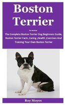 Boston Terrier For Amateur