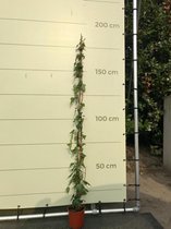 Tropictrees - Klimop - Hedera - Hoogte 200-220 cm - Groenblijvend