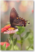 Kleine zwarte satyrium vlinder op een roze bloem - 60x90 Poster Staand - Dieren - Natuur - Bloemen