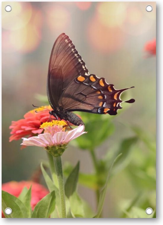 Kleine zwarte satyrium vlinder op een roze bloem - Tuinposter 50x70 - Wanddecoratie - Dieren - Natuur - Bloemen