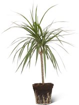 We Love Plants - Dracaena Marginata - 60 cm hoog - Drakenbloedboom