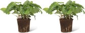 We Love Plants - Calathea Network - 2 stuks - 30 cm hoog - Luchtzuiverende plant