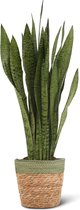 Sansevieria Black Coral P21 + Mand Irma