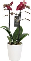 Orchidee van Botanicly – Vlinder orchidee in witte keramische pot als set – Hoogte: 45 cm, 1 tak – Phalaenopsis Red Lion